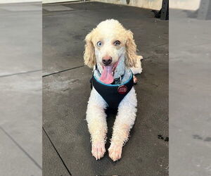 Poodle (Miniature) Dogs for adoption in St. Louis Park, MN, USA