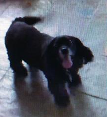 Cocker Spaniel Dogs for adoption in St. George, UT, USA