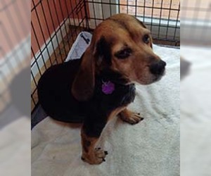Beagle Dogs for adoption in Chantilly, VA, USA