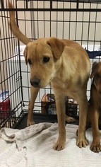 Chinese Shar-Pei-Labrador Retriever Mix Dogs for adoption in New Albany, MS, USA