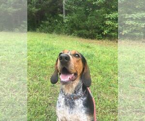 Bluetick Coonhound Dogs for adoption in Caribou, ME, USA