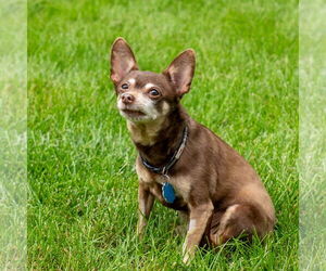 Chipin Dogs for adoption in Princeton, MN, USA