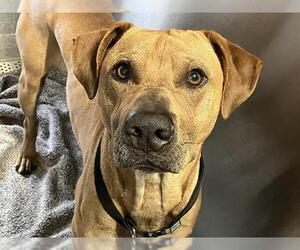 Chinese Shar-Pei-Unknown Mix Dogs for adoption in Orange, CA, USA