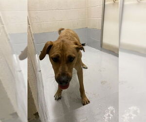 American Pit Bull Terrier-Unknown Mix Dogs for adoption in Augusta, GA, USA