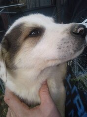 Borador Dogs for adoption in Cincinnati, OH, USA