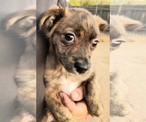 Jug Dogs for adoption in Tucson, AZ, USA