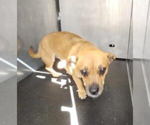 Mutt Dogs for adoption in San Antonio, TX, USA