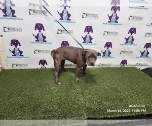American Pit Bull Terrier-Unknown Mix Dogs for adoption in Orlando, FL, USA