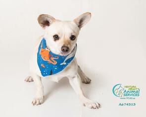 Medium Photo #1 Chihuahua-Unknown Mix Puppy For Sale in Camarillo, CA, USA