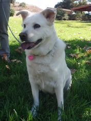 Shepradors Dogs for adoption in La Mesa, CA, USA
