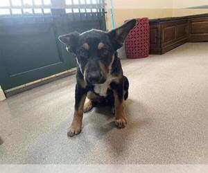German Shepherd Dog Dogs for adoption in Pasadena, CA, USA