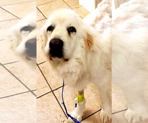 Great Pyrenees Dogs for adoption in Hewitt, NJ, USA