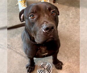 American Bulldog-Unknown Mix Dogs for adoption in Tavares, FL, USA