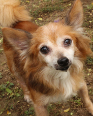 Papillon-Unknown Mix Dogs for adoption in Media, PA, USA