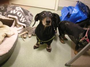 Dachshund Dogs for adoption in Colfax, IL, USA