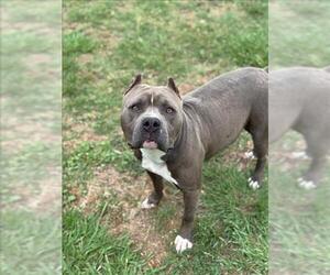 American Pit Bull Terrier-Unknown Mix Dogs for adoption in Conroe, TX, USA