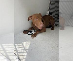 American Pit Bull Terrier-Unknown Mix Dogs for adoption in Houston, TX, USA