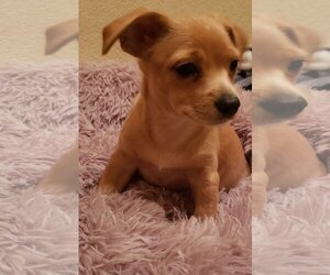 Chiweenie Dogs for adoption in La Verne , CA, USA