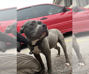 Staffordshire Bull Terrier-Unknown Mix Dogs for adoption in Oklahoma City, OK, USA