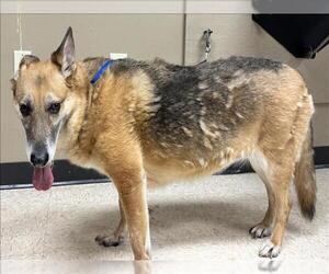 German Shepherd Dog-Unknown Mix Dogs for adoption in Conroe, TX, USA