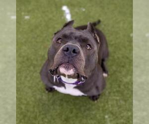 American Bulldog-Unknown Mix Dogs for adoption in Brewster, MA, USA