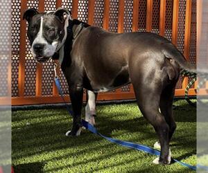 Mutt Dogs for adoption in Las Vegas, NV, USA
