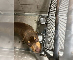 Rottweiler-Unknown Mix Dogs for adoption in Stockton, CA, USA