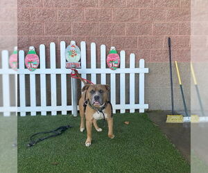 American Pit Bull Terrier Dogs for adoption in Modesto, CA, USA