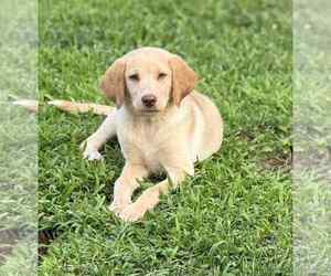 Labrador Retriever-Unknown Mix Dogs for adoption in Shillington, PA, USA