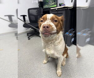 Mutt Dogs for adoption in Palmetto, FL, USA