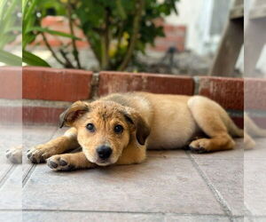 Mutt Dogs for adoption in San Juan Capistrano, CA, USA