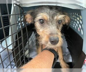 Airedale Terrier-Unknown Mix Dogs for adoption in Houston, TX, USA