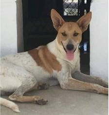 Basenji-Unknown Mix Dogs for adoption in Jarrell, TX, USA