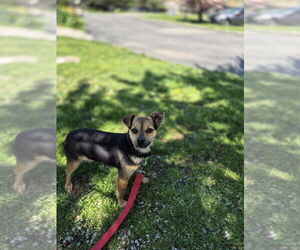Jack Russell Terrier-Unknown Mix Dogs for adoption in Elmsford, NY, USA