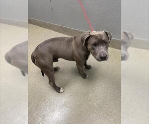 American Pit Bull Terrier-Unknown Mix Dogs for adoption in Las Vegas, NV, USA