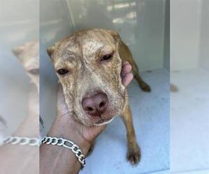 American Staffordshire Terrier-Unknown Mix Dogs for adoption in Houston, TX, USA