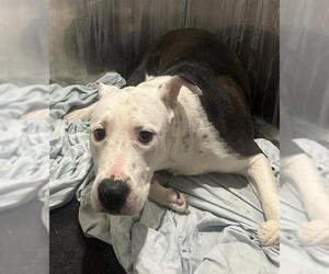 American Staffordshire Terrier Dogs for adoption in San Antonio, TX, USA