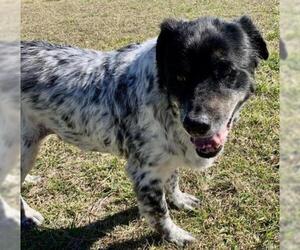 Labradinger Dogs for adoption in Katy, TX, USA
