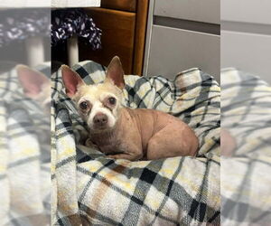 Chihuahua-Unknown Mix Dogs for adoption in North Myrtle Beach, SC, USA