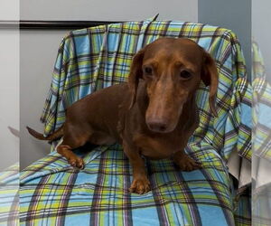Dachshund Dogs for adoption in Weston, FL, USA
