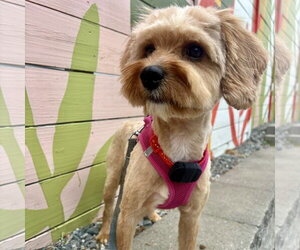 Poodle (Miniature)-Unknown Mix Dogs for adoption in Spring Lake, NC, USA