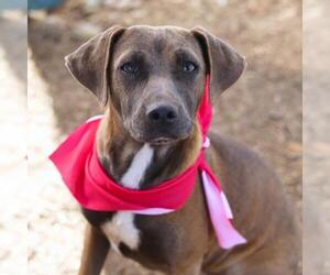 Mutt Dogs for adoption in San Antonio, TX, USA