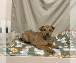 German Shepherd Dog-Unknown Mix Dogs for adoption in Modesto, CA, USA