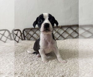 Medium Photo #2 Boxador Puppy For Sale in Lakewood, CO, USA