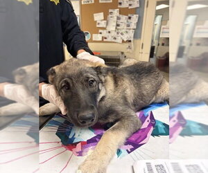 German Shepherd Dog Dogs for adoption in Riverside, CA, USA