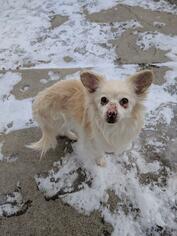 Pomimo Dogs for adoption in Salt Lake City, UT, USA