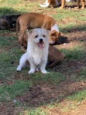 Shih Tzu-Tibetan Spaniel Mix Dogs for adoption in Seminole, FL, USA