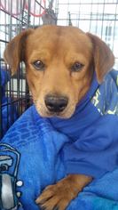 Medium Photo #1 Basschshund Puppy For Sale in Victorville, CA, USA