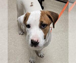 Mutt Dogs for adoption in Bakersfield, CA, USA