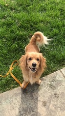 Golden Cocker Retriever Dogs for adoption in VACAVILLE, CA, USA